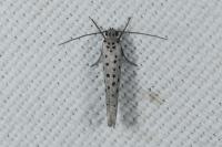 Yponomeuta sedella