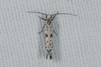 Yponomeuta plumbella
