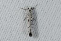 Yponomeuta plumbella