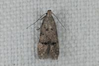 Teleiodes vulgella