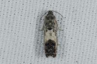 Pammene fasciana