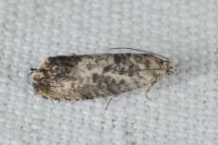 Pammene fasciana