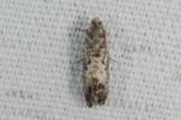 Pammene fasciana