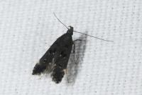 Dichomeris alacella