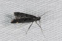 Dichomeris alacella