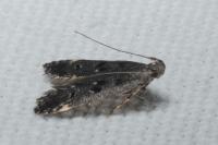 Dichomeris alacella