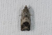 Cydia splendana