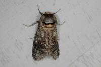 Cossus cossus