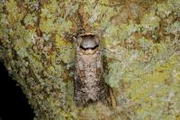 Cossus cossus