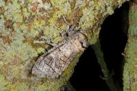 Cossus cossus