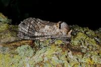 Cossus cossus