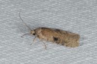 Agonopterix propinquella