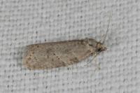 Cnephasia