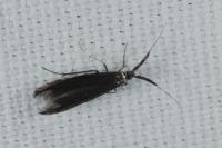 Coleophora