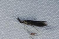 Coleophora
