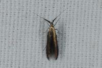 Coleophora