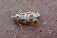 Rhyacionia pinicolana