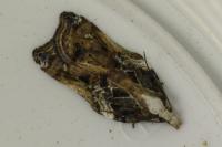 Acleris cristana