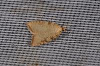 Aleimma loeflingiana