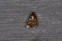 Spatalistis bifasciana