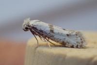Scythropia crataegella