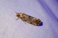 Morophaga choragella