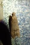 Teleiodes vulgella