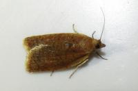 Clepsis consimilana