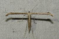 Emmelina monodactyla
