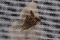 Anasphaltis renigerellus
