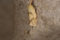 Agapeta hamana