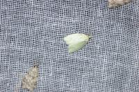Tortrix viridana
