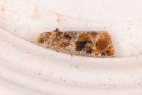 Lobesia reliquana