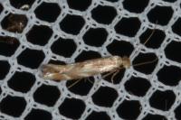 Bucculatrix