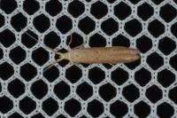 Coleophora