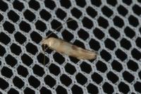 Mompha epilobiella