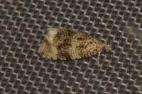 Celypha lacunana