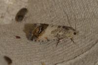 Cydia splendana