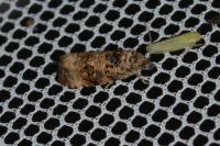 Endothenia gr. gentianaeana