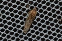 Eucosma gr. cana