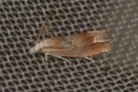 Eucosma conterminana