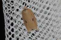 Acleris lorquiniana