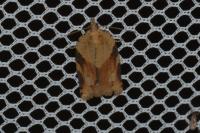 Clepsis spectrana