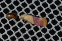 Diceratura ostrinana