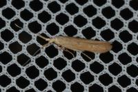 Coleophora