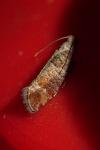 Clavigesta purdeyi