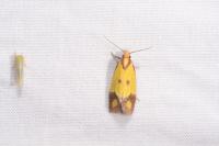 Agapeta zoegana