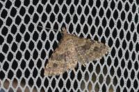 Alucita hexadactyla
