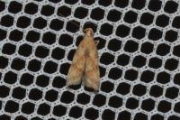 Brachmia blandella