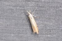 Pleurota aristella
